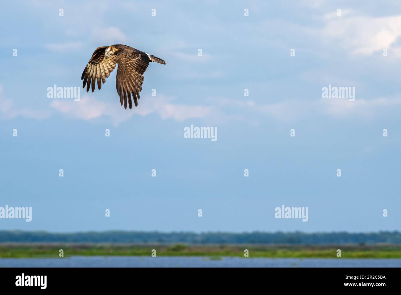 Cerf-volant en vol au-dessus de Paynes Prairie à Micanopy, en Floride, près de Gainesville. (ÉTATS-UNIS) Banque D'Images