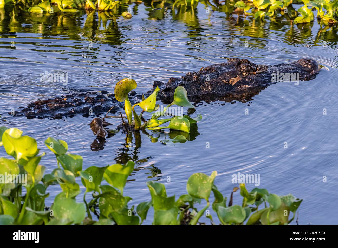 Alligator américain (Alligator mississippiensis) nageant au milieu d'une jacinthe d'eau au parc national Paynes Prairie Preserve à Micanopy, en Floride. (ÉTATS-UNIS) Banque D'Images