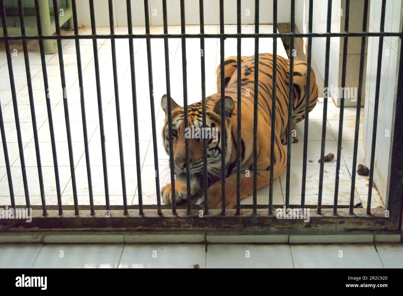 Un tigre de Sumatran (Panthera tigris sondaica) dans l'installation vétérinaire gérée par le zoo de Bali à Singapadu, Sukawati, Gianyar, Bali, Indonésie. Banque D'Images