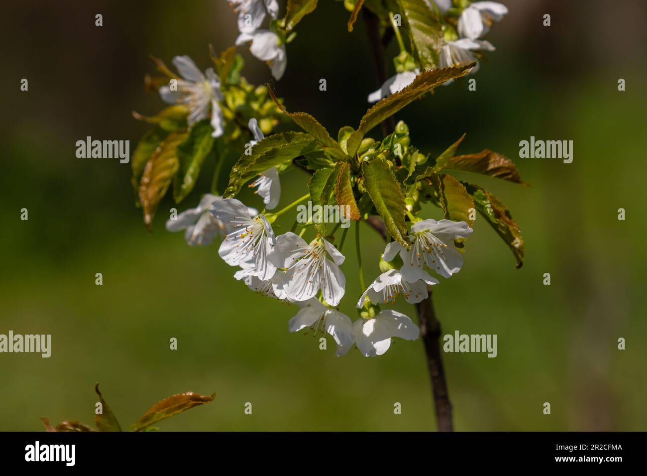 Foyer sélectif de belles branches de cerisiers en fleurs sur l'arbre sous ciel bleu, belles fleurs Sakura pendant la saison de printemps dans le parc, Floral Banque D'Images