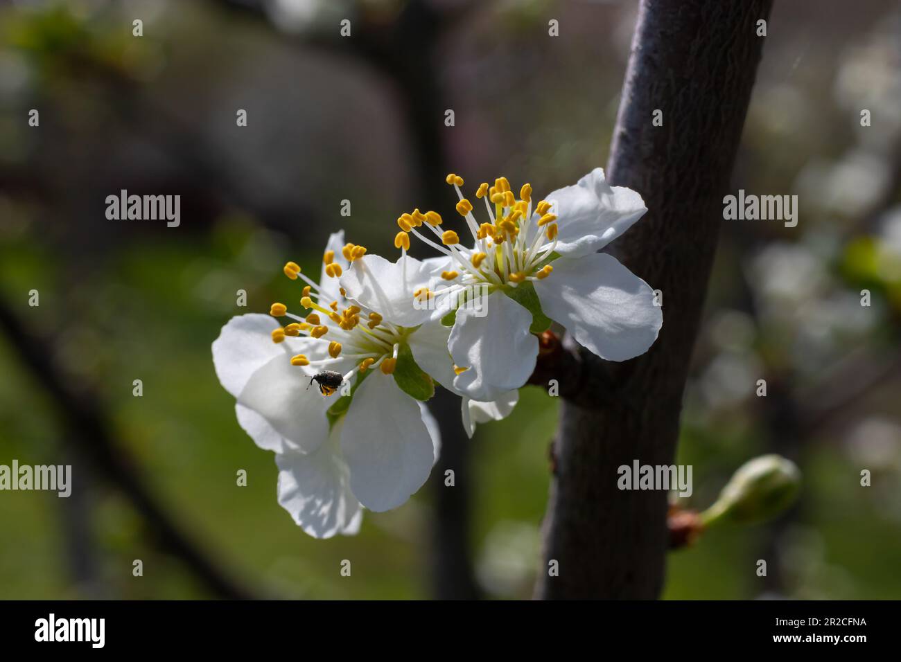Foyer sélectif de belles branches de cerisiers en fleurs sur l'arbre sous ciel bleu, belles fleurs Sakura pendant la saison de printemps dans le parc, Floral Banque D'Images