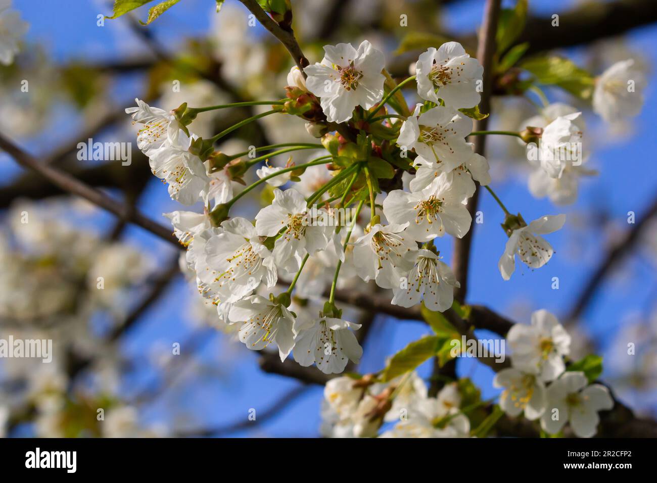 Foyer sélectif de belles branches de cerisiers en fleurs sur l'arbre sous ciel bleu, belles fleurs Sakura pendant la saison de printemps dans le parc, Floral Banque D'Images