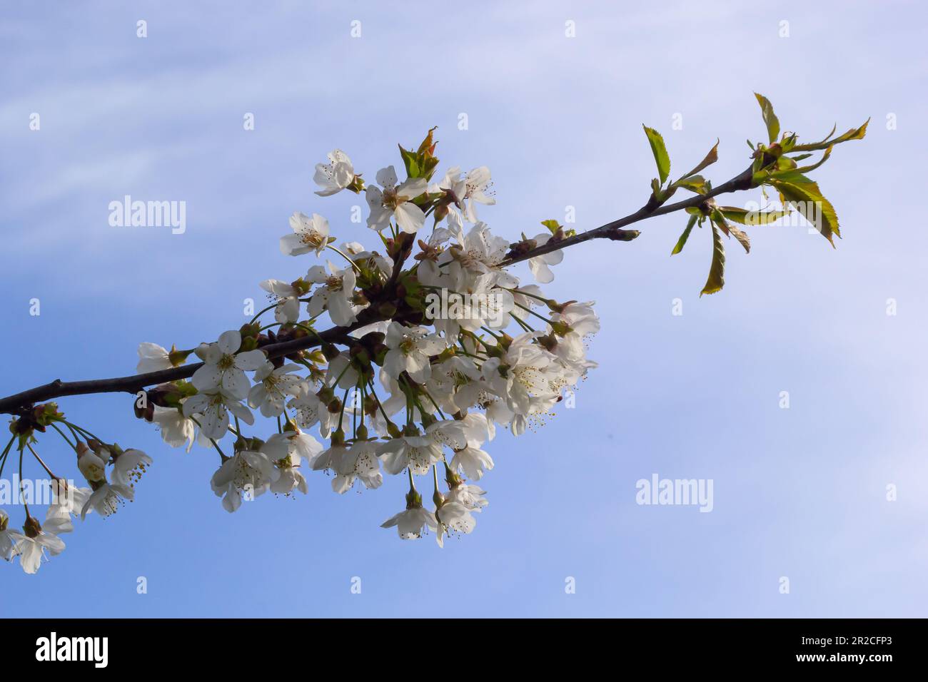 Foyer sélectif de belles branches de cerisiers en fleurs sur l'arbre sous ciel bleu, belles fleurs Sakura pendant la saison de printemps dans le parc, Floral Banque D'Images
