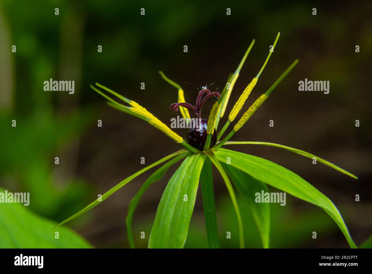 Quadrifolia de Paris. Fleur gros plan de la plante toxique, herbe-paris ou le nœud de vrais amoureux. Herbe de Paris en fleurs. Œil de Corbeau ou œil de corbeau, empoisonno Banque D'Images