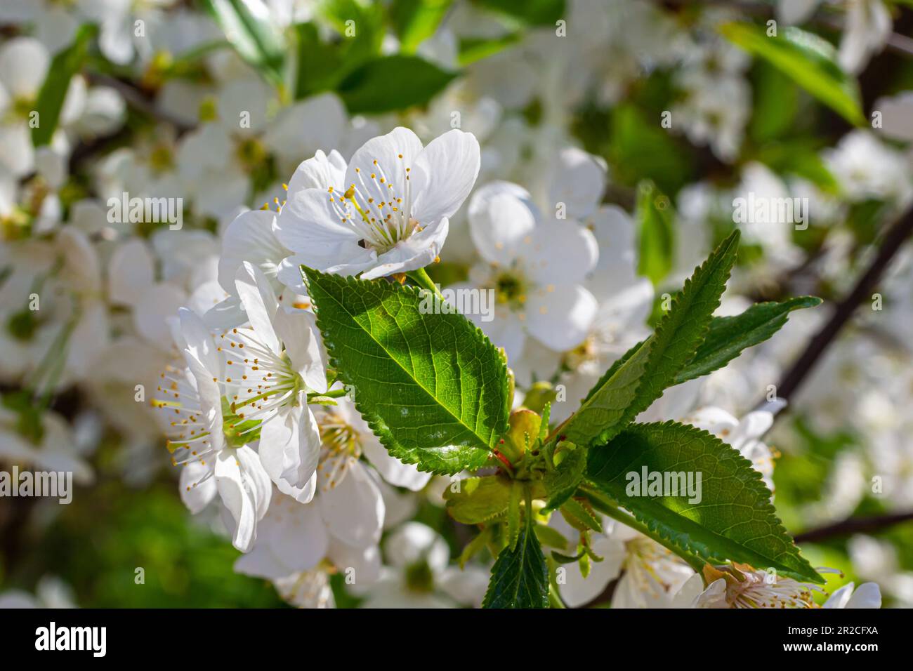 Foyer sélectif de belles branches de cerisiers en fleurs sur l'arbre sous ciel bleu, belles fleurs Sakura pendant la saison de printemps dans le parc, Floral Banque D'Images