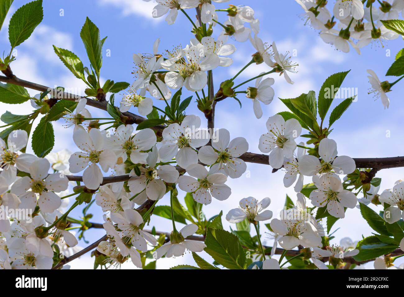 Foyer sélectif de belles branches de cerisiers en fleurs sur l'arbre sous ciel bleu, belles fleurs Sakura pendant la saison de printemps dans le parc, Floral Banque D'Images
