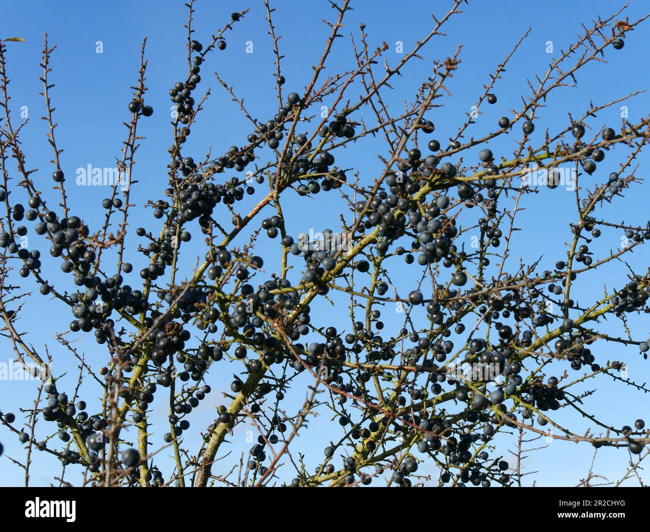 Un buisson noir (Prunus spinosa) recouvert de baies d'armoises avec ciel bleu derrière, en automne, au Royaume-Uni Banque D'Images