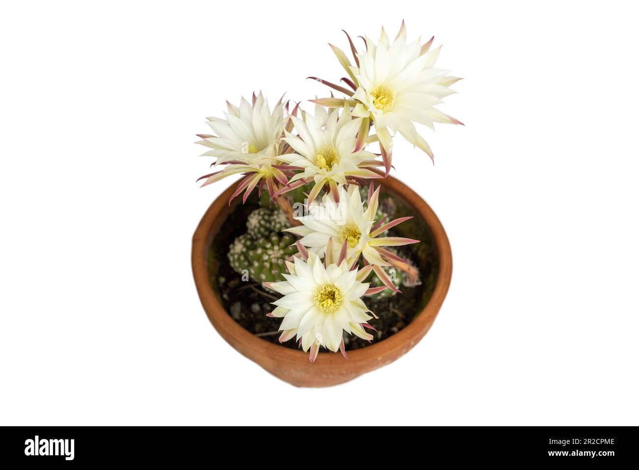 Cactus fleuris dans un pot d'argile isolé sur fond blanc Banque D'Images