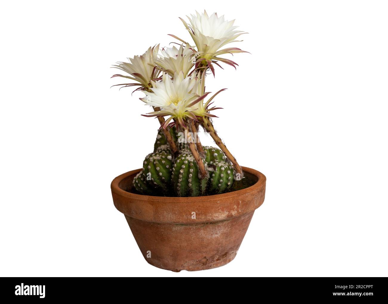 Gros plan d'une fleur de cactus isolée sur fond blanc Banque D'Images