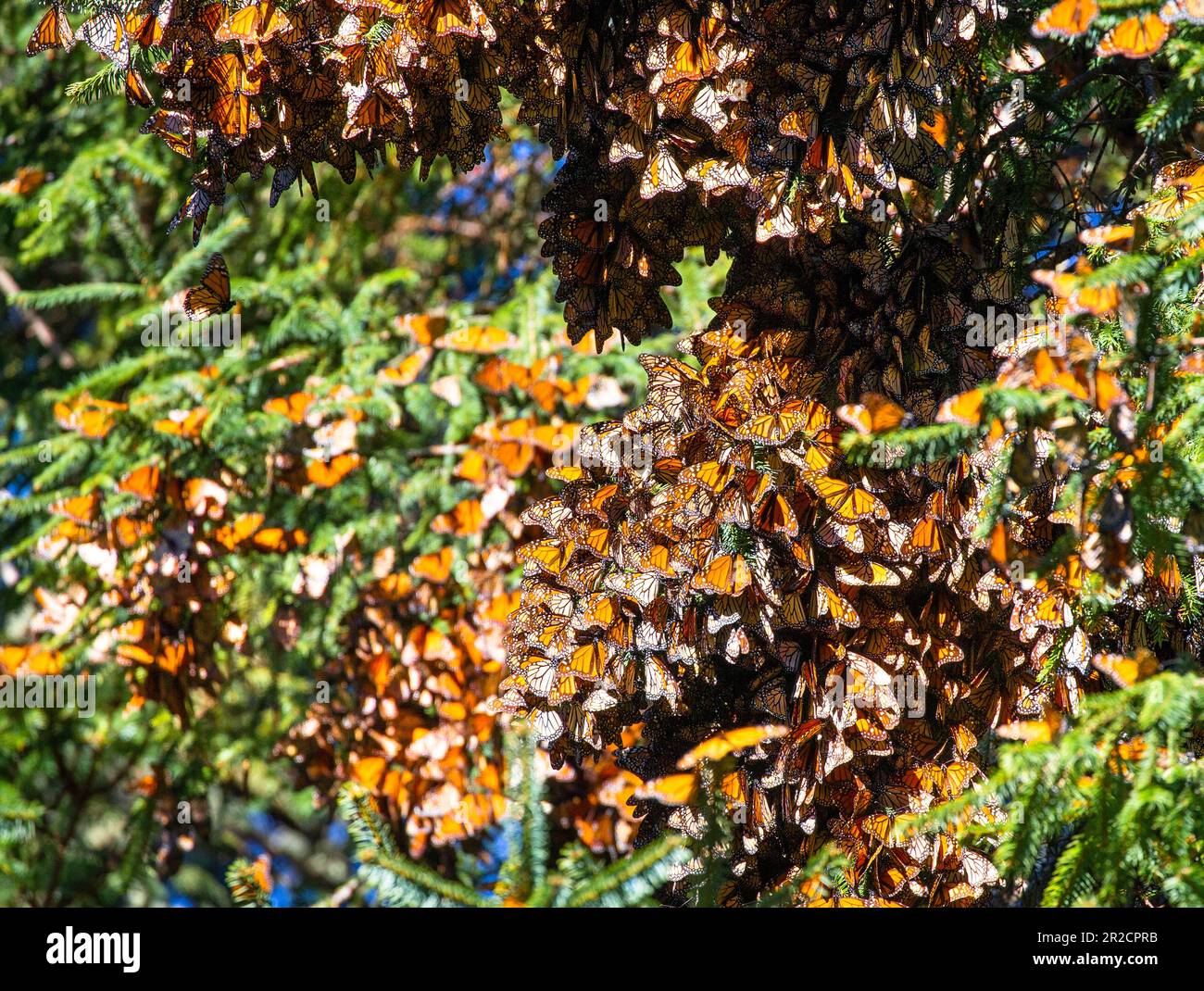 Grande colonie de papillons monarques (Danaus plexippus) gros plan dans la forêt dans le parc El Rosario, réserve de la Biosfera Monarca. Angangueo, État Banque D'Images