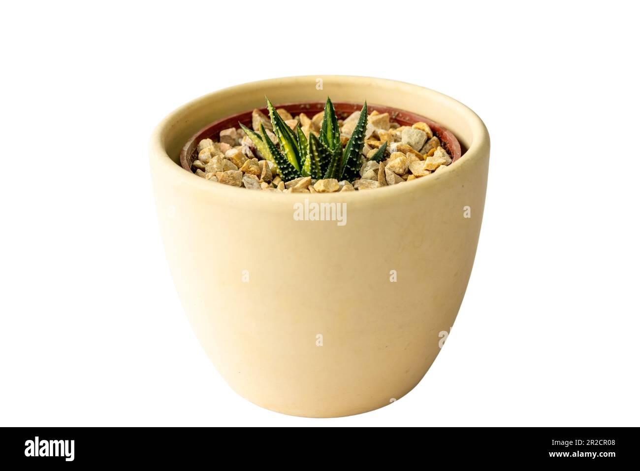 haworthia variégée plante succulente dans un pot en céramique Banque D'Images