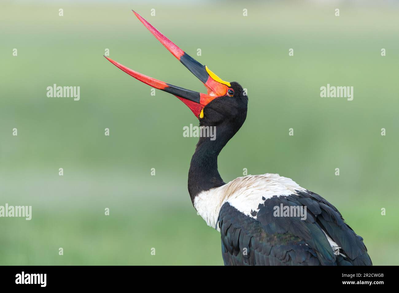 Un cigogne à bec de selle ouvre son bec tout en se toilettant au parc national d'Amboseli, au Kenya Banque D'Images