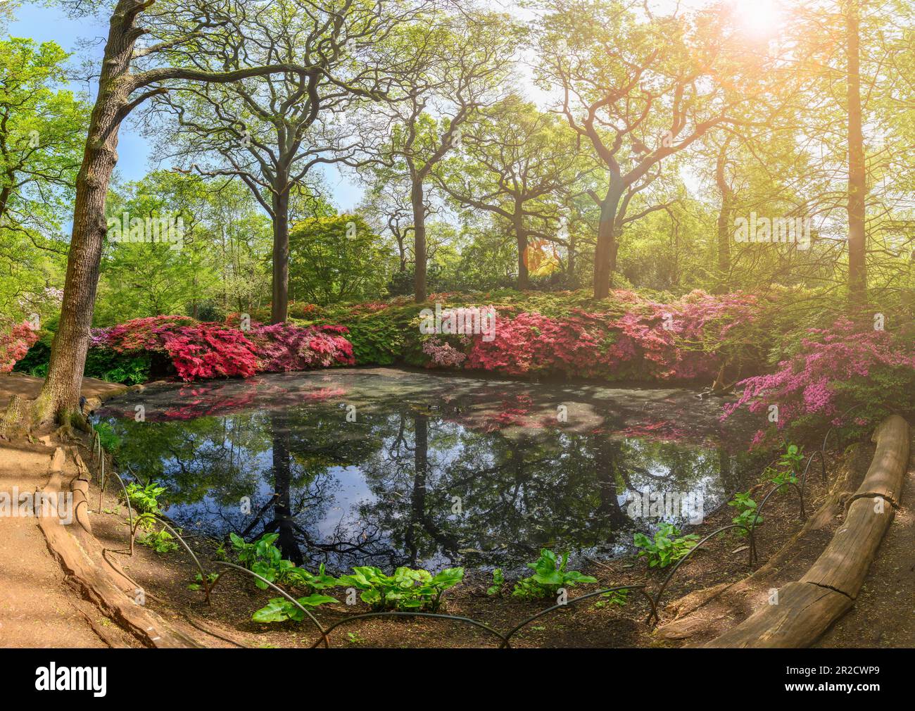 Paysage avec jardin boisé dans la plantation Isabella de Richmond Park, Londres Banque D'Images