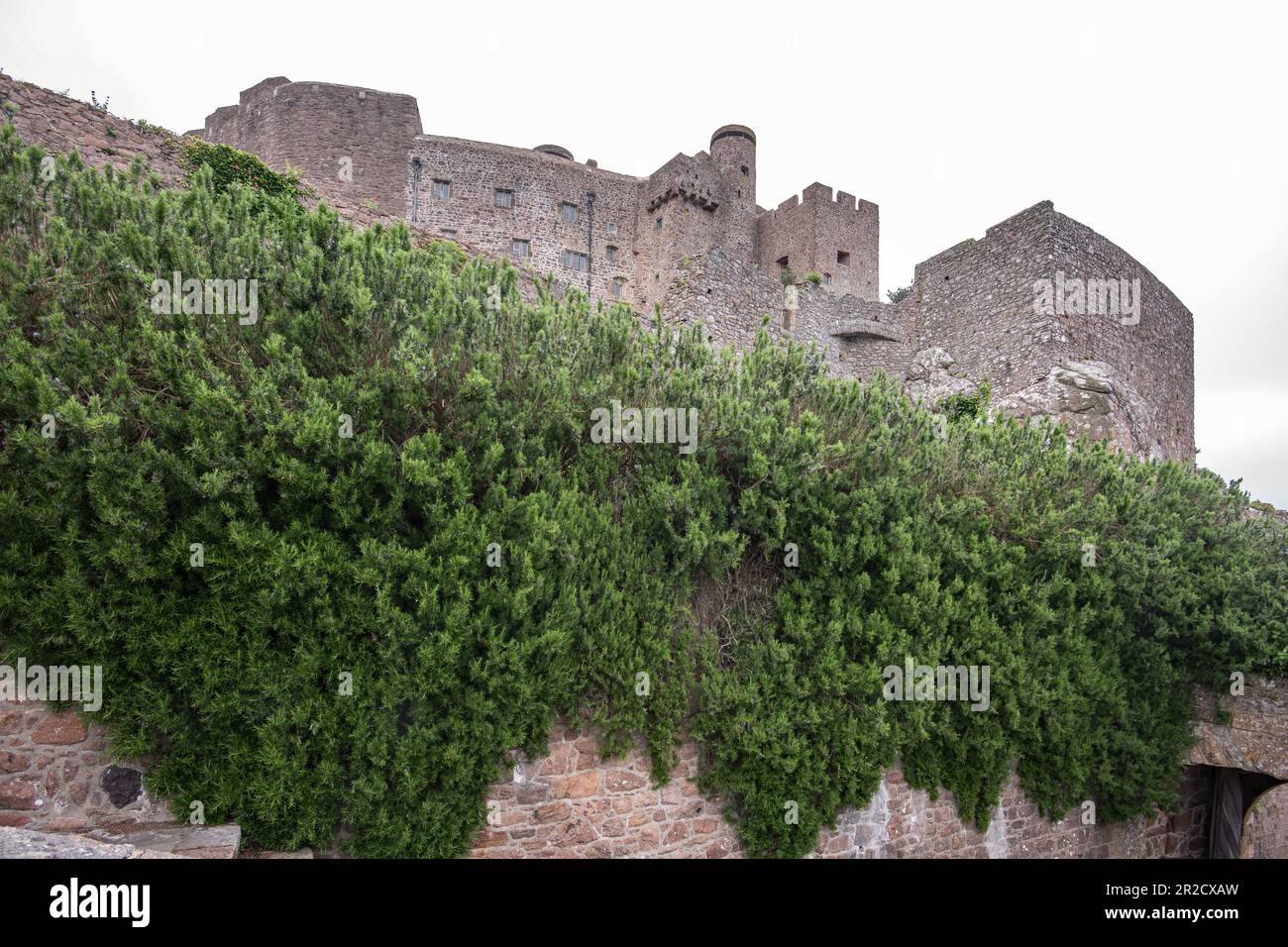 Salvia rosmarinus au Mont Orgueil (français pour « la fierté de porter ») dans un château de Jersey qui surplombe le port de Gorey, un port sur la côte est. Banque D'Images