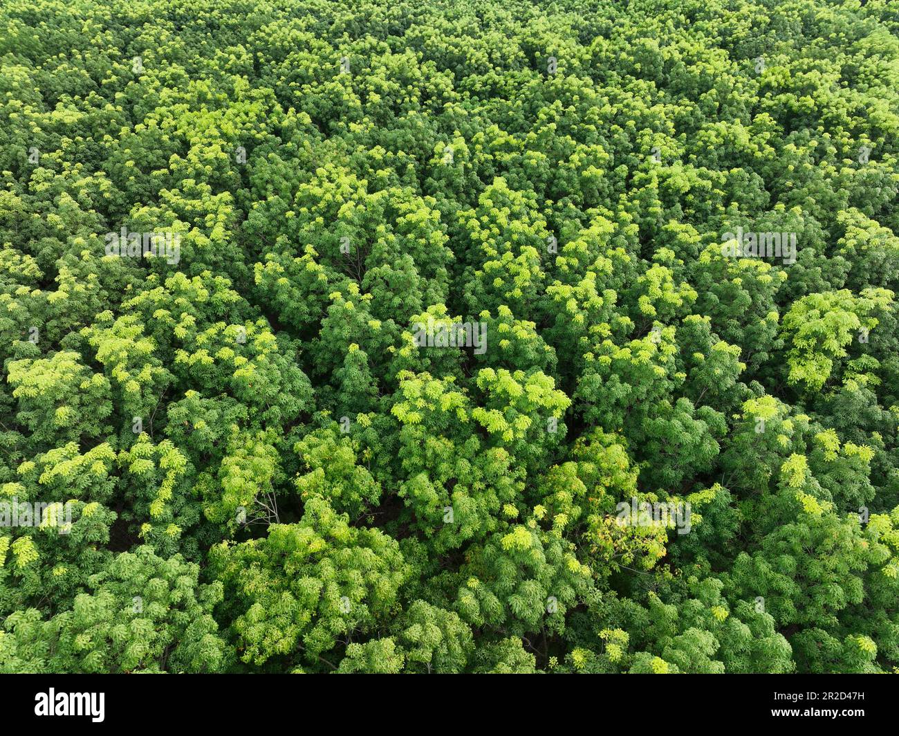 Vue aérienne de dessus de la forêt verte. Vue de drone d'arbres verts denses dans la capture de forêt CO2. Arrière-plan des arbres verts pour la neutralité carbone et le zéro net Banque D'Images