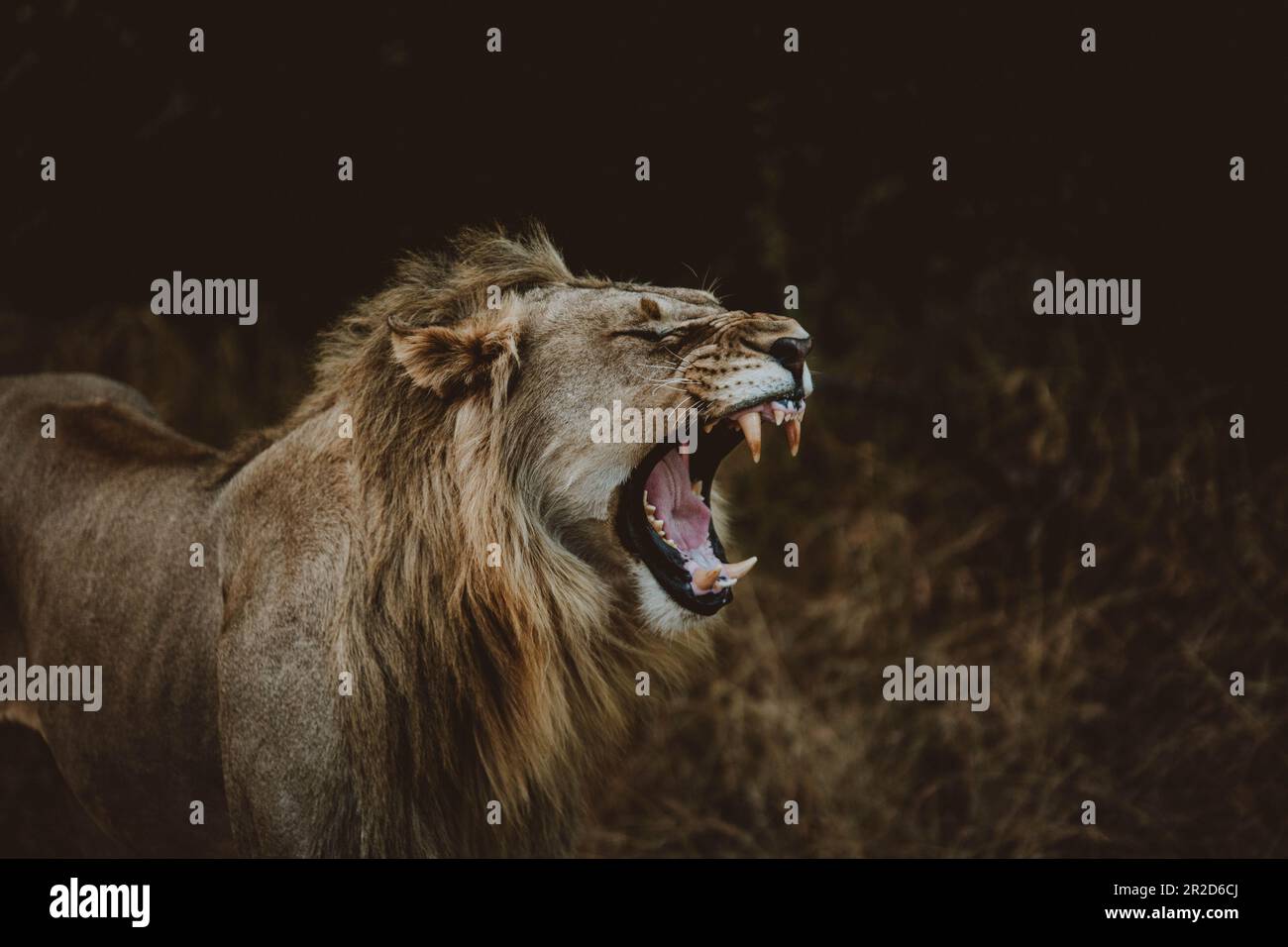Un Lion d'Afrique sur Safari Banque D'Images