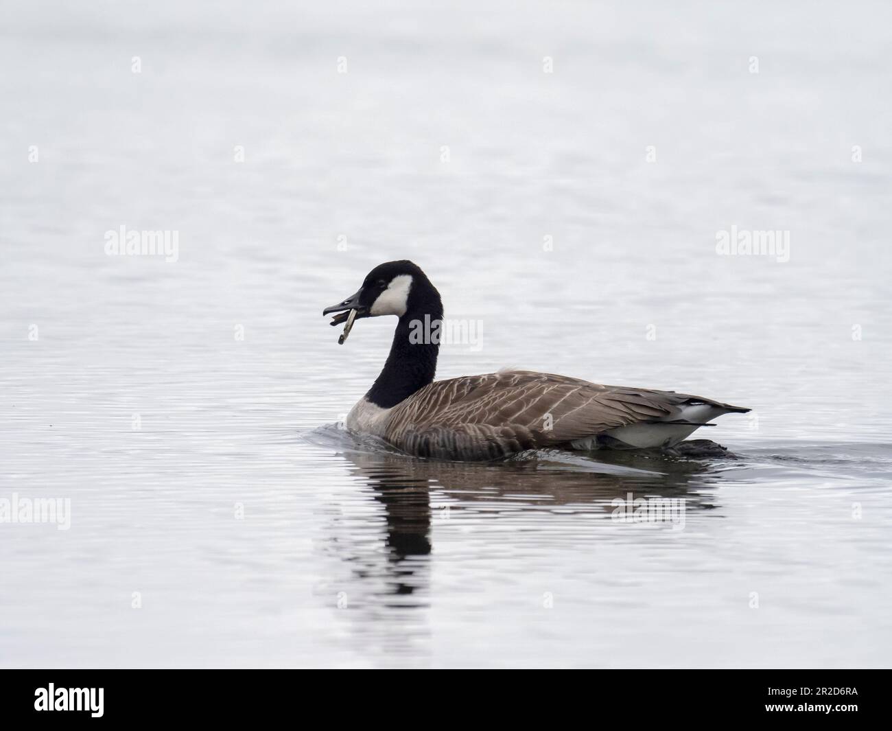 Une Bernache du Canada, Branta canadensis, avec le fond d'une boisson peut se coincer dans son bec sur la rivière Brathay à Ambleside, Lake District, Royaume-Uni. Banque D'Images