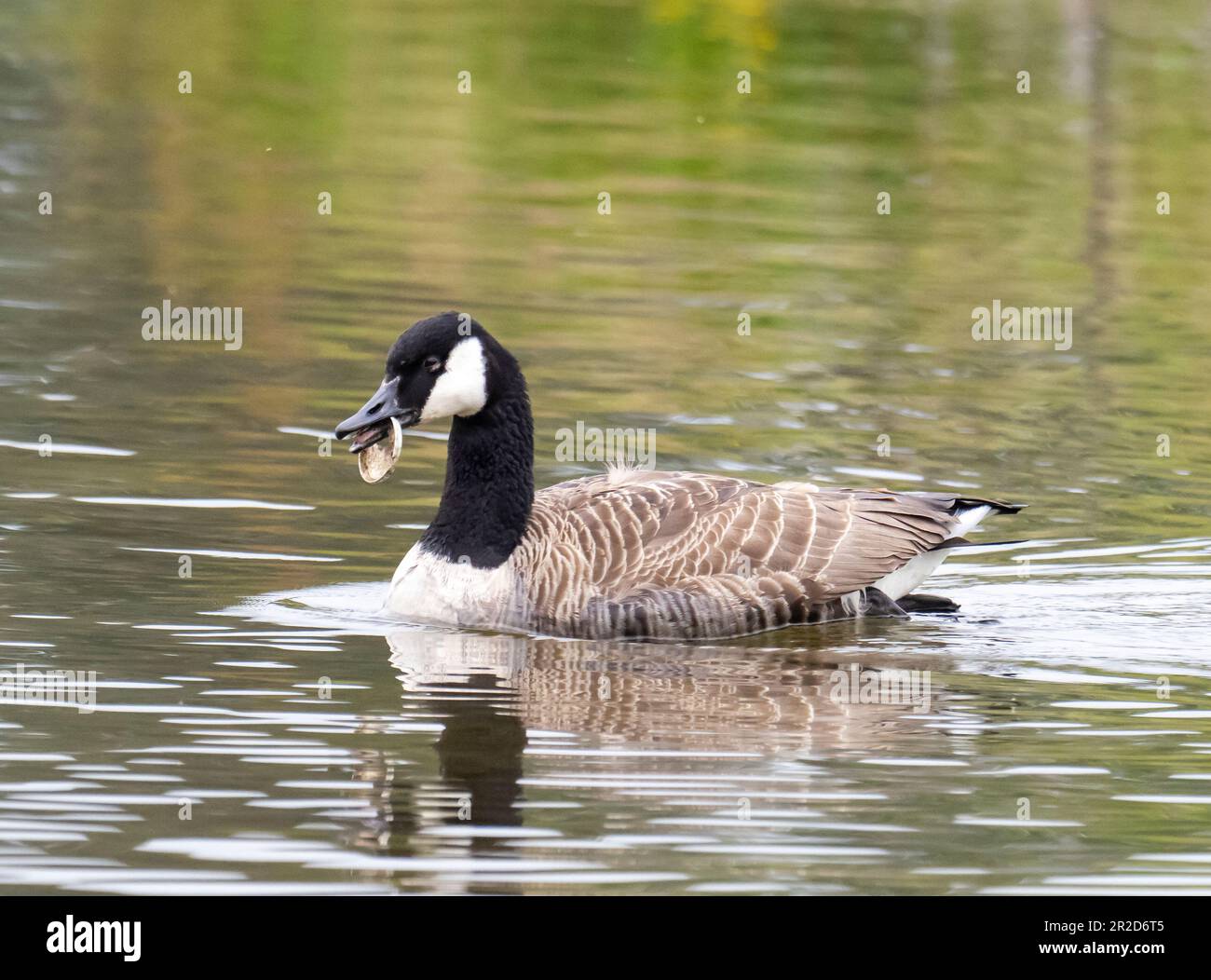 Une Bernache du Canada, Branta canadensis, avec le fond d'une boisson peut se coincer dans son bec sur la rivière Brathay à Ambleside, Lake District, Royaume-Uni. Banque D'Images