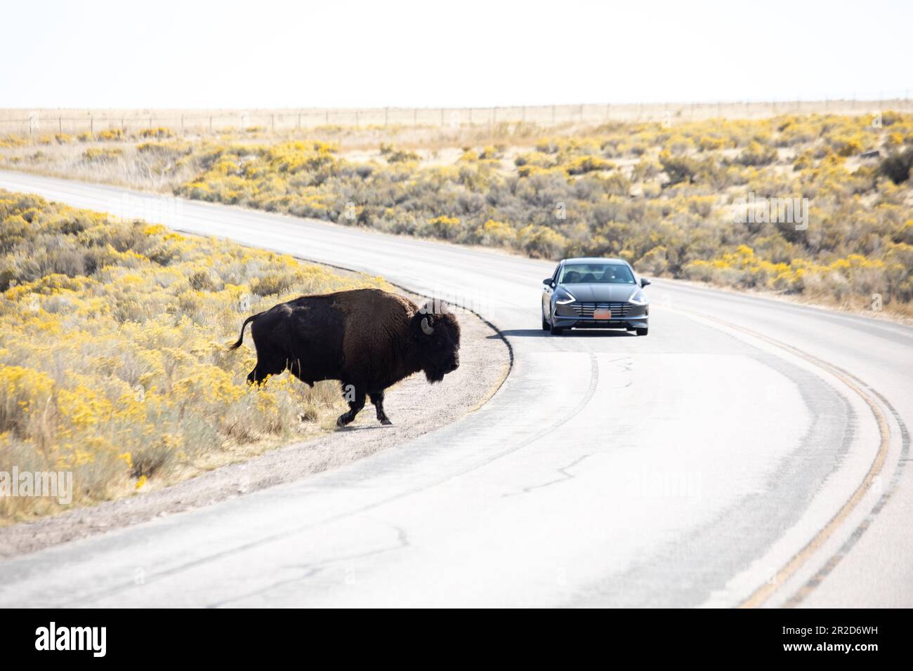 Bison traversant la route dans l'île Antelope Banque D'Images