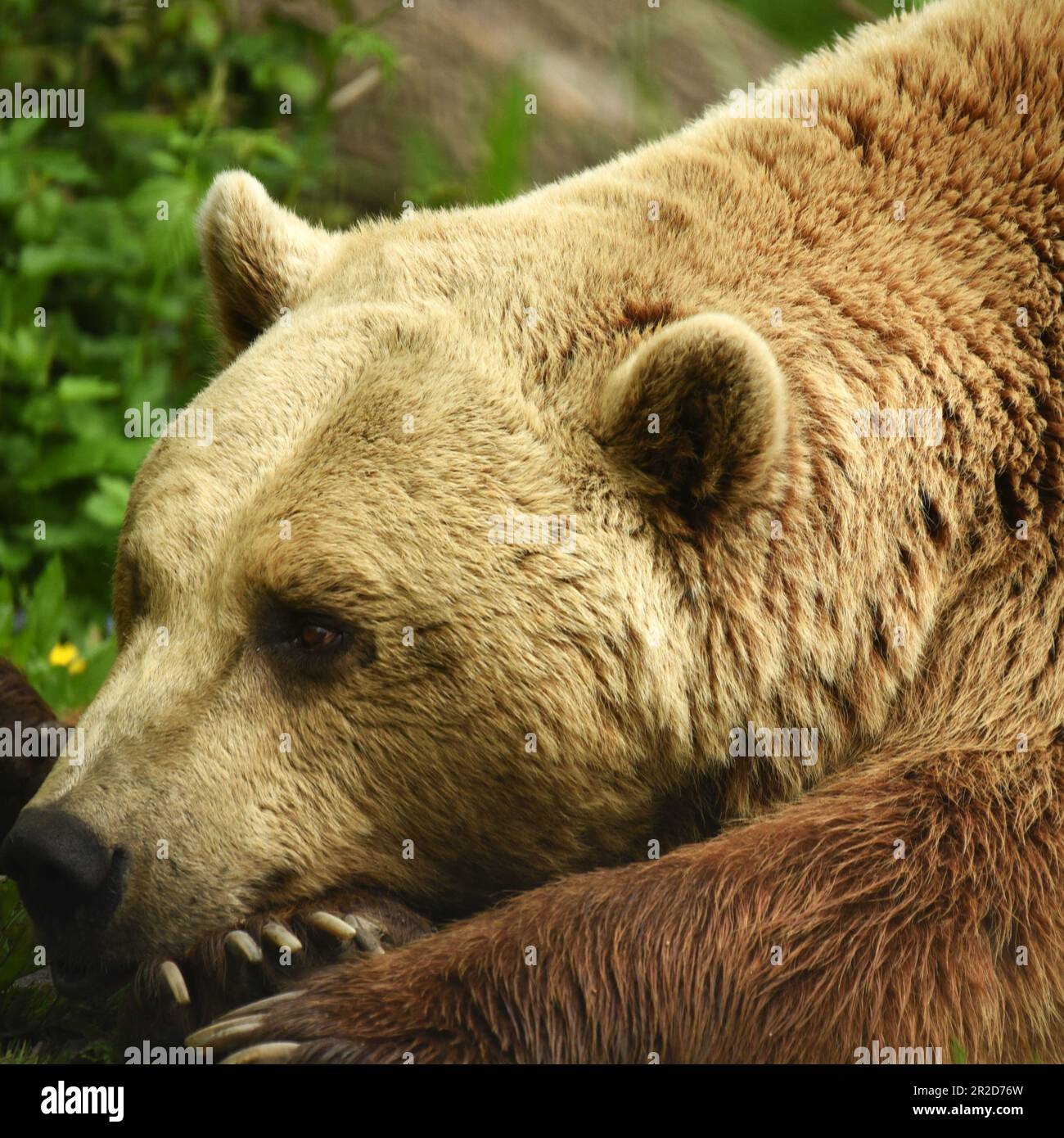 'Ours brun européen', 'Port Lympne', 'Kent', 'Wildlife Park', 'Animal conservation', « Leeping Beauty », « Tree Climing Bear », « Hanging Around » Banque D'Images