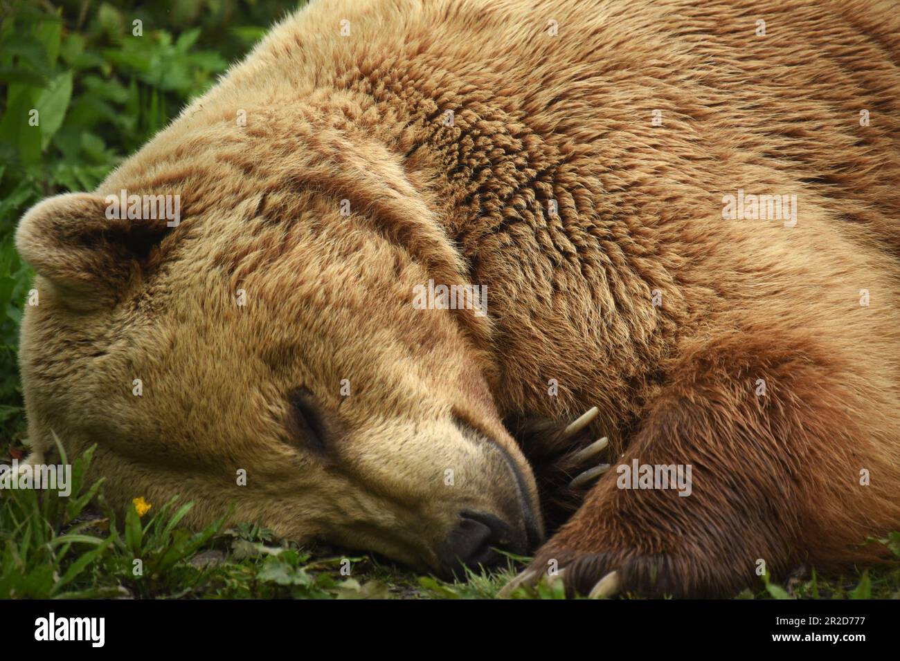 'Ours brun européen', 'Port Lympne', 'Kent', 'Wildlife Park', 'Animal conservation', « Leeping Beauty », « Tree Climing Bear », « Hanging Around » Banque D'Images