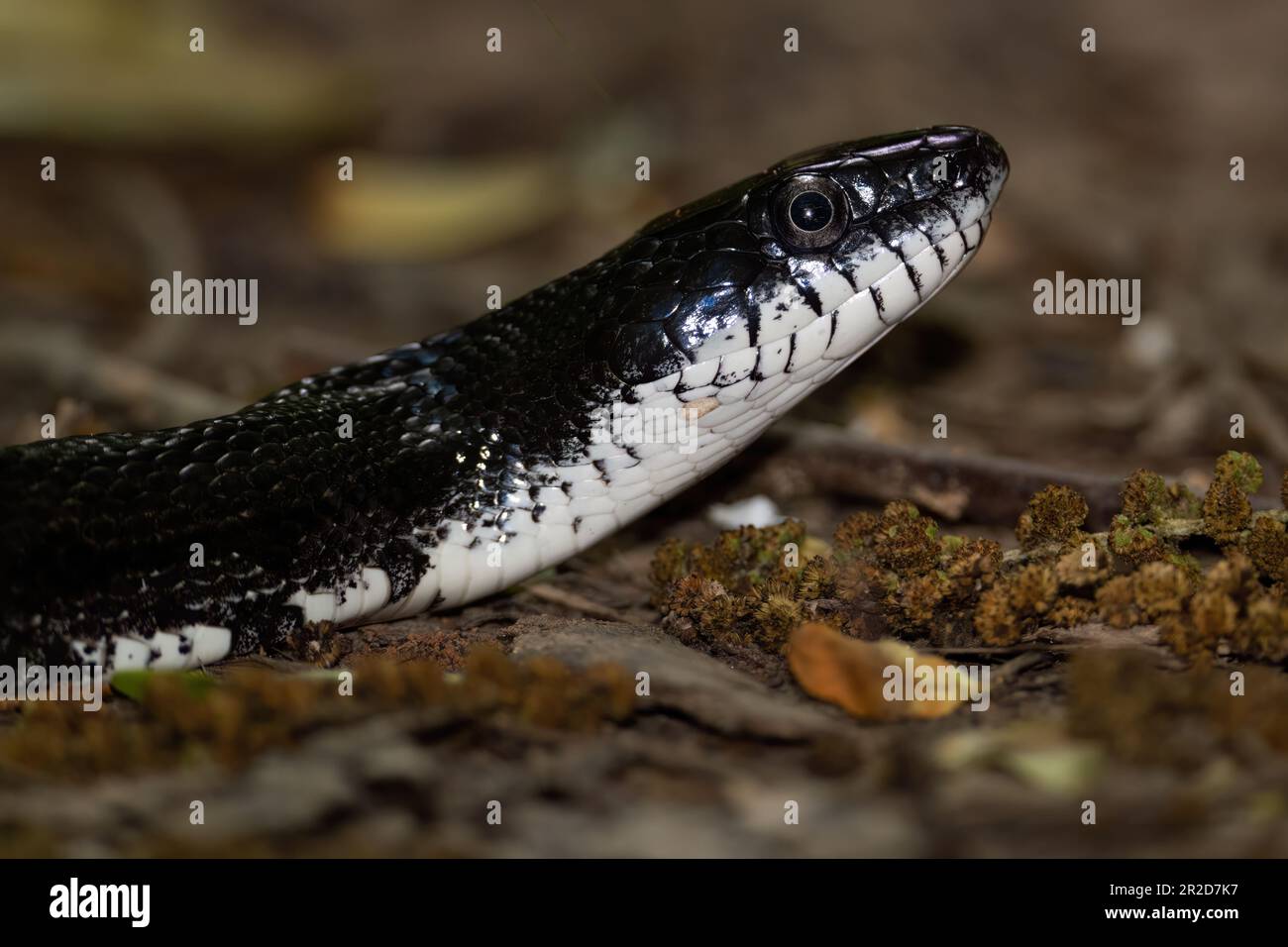 Un serpent à la peau de rat noir lève la tête Banque D'Images