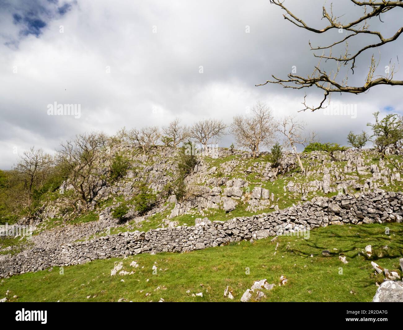 Les cendres tuées par les cendres meurent de nouveau à Feizor près d'Austwick, Yorkshire Dales, Royaume-Uni. Banque D'Images