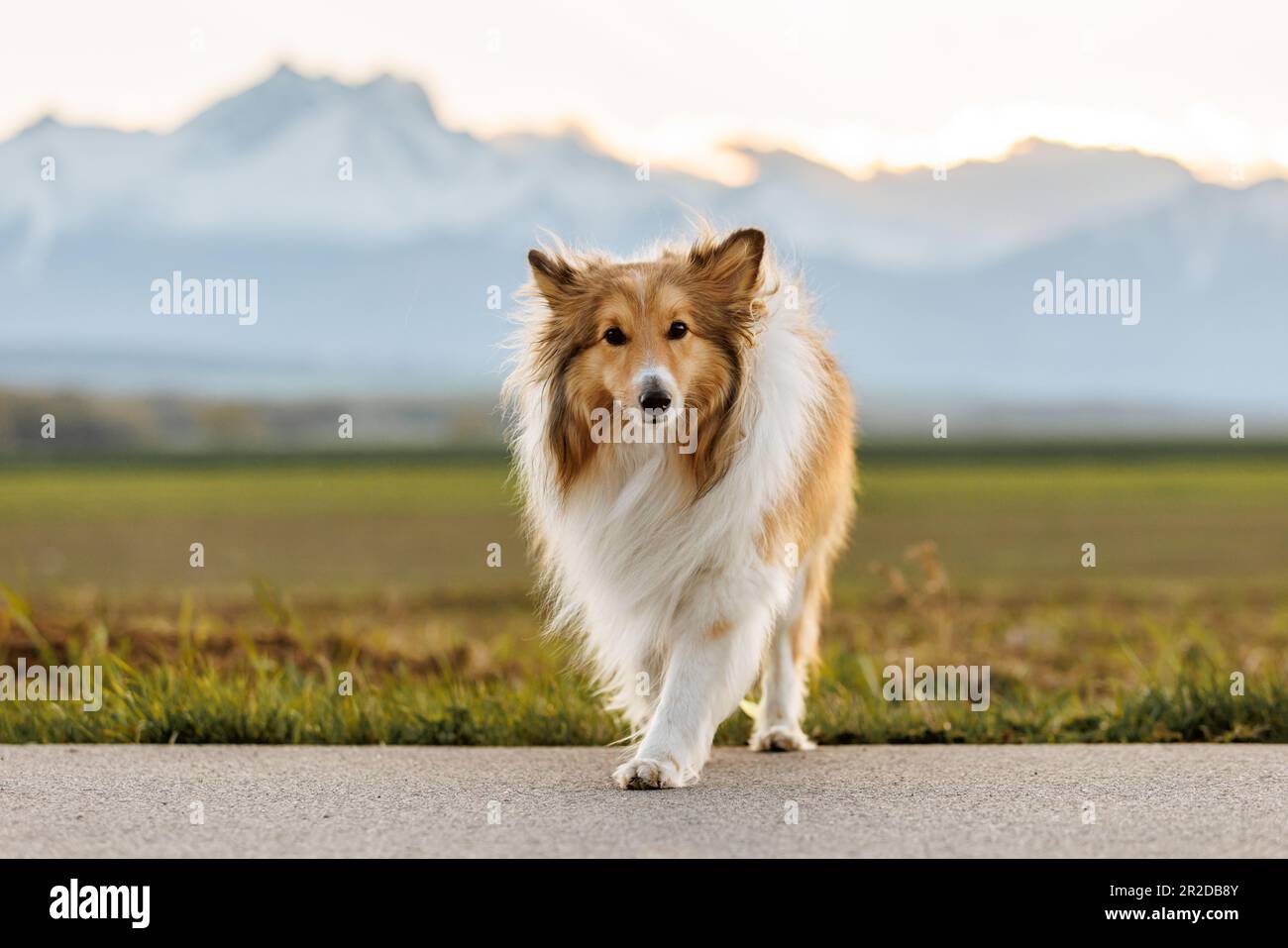 Chien de berger moelleux shetland sur fond de montagnes enneigées Banque D'Images