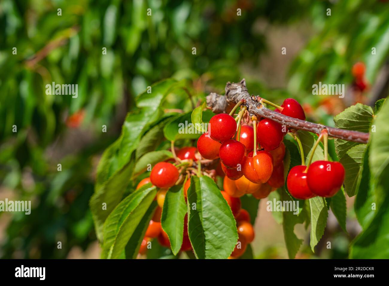 Cerise rouge sucrée sur des branches d'arbre vertes, pleine de fruits rouges mûrs au printemps, foyer sélectif Banque D'Images
