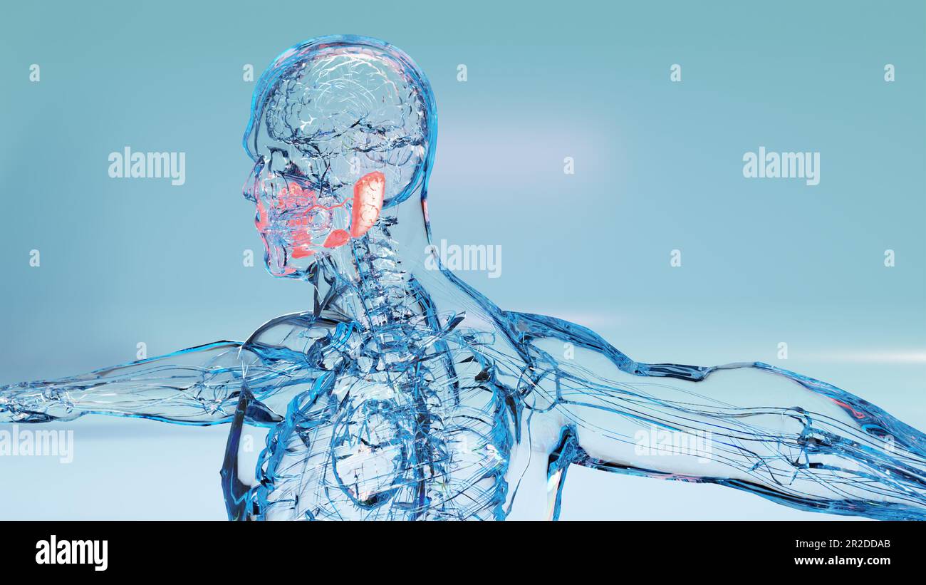 Anatomie des glandes salivaires humaines, bouche digestive humaine — free download