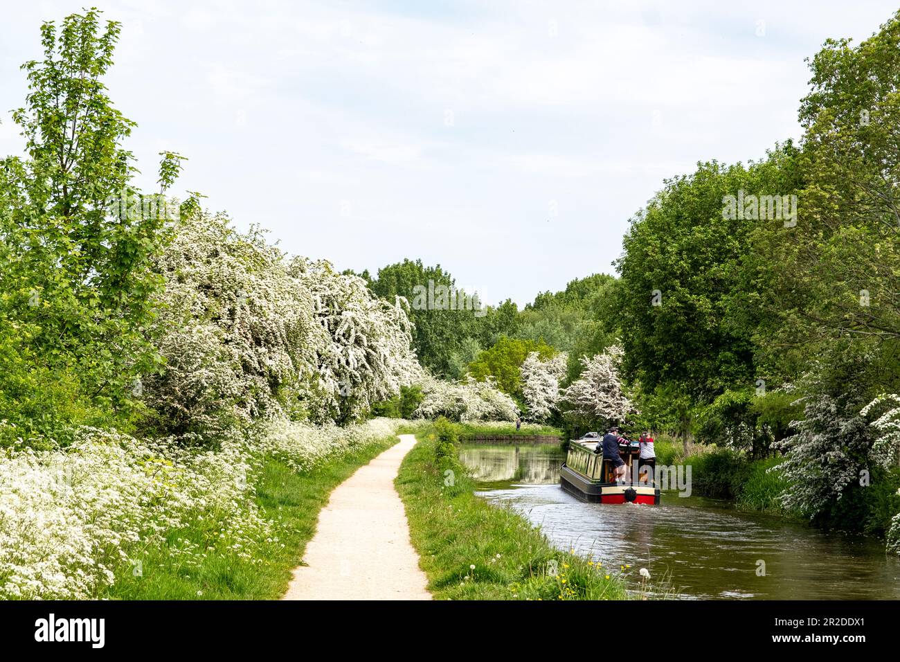 Canal Trent et Mersey au printemps, Elworth près de Sandbach Cheshire Royaume-Uni Banque D'Images