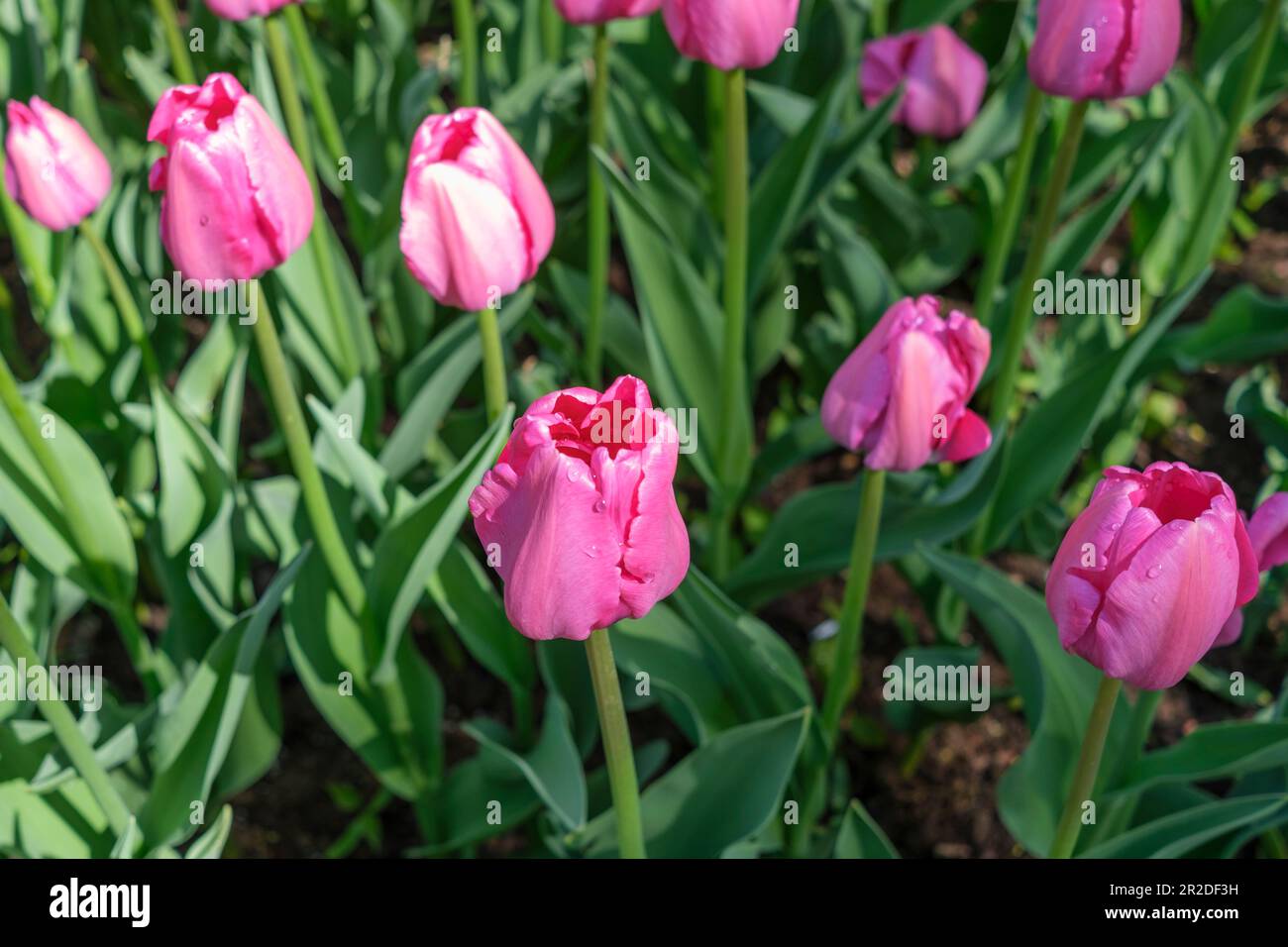 Tulipes violettes avec gouttes de pluie sur les pétales Banque D'Images