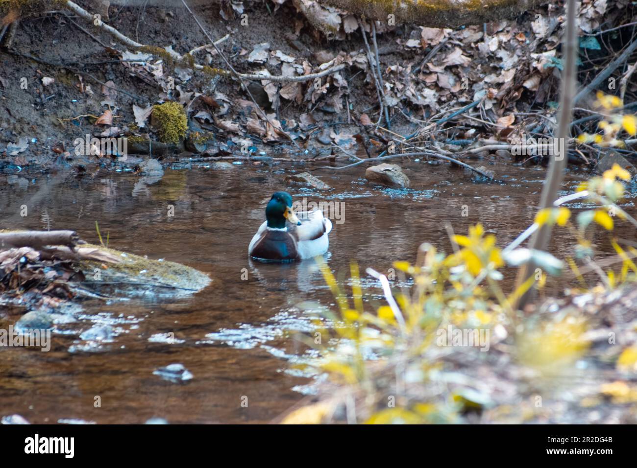 Un moment serein se déroule alors qu'un canard gracieux flotte paisiblement sur la rivière, mettant en valeur la beauté de la faune aquatique et la tranquillité de la nature Banque D'Images