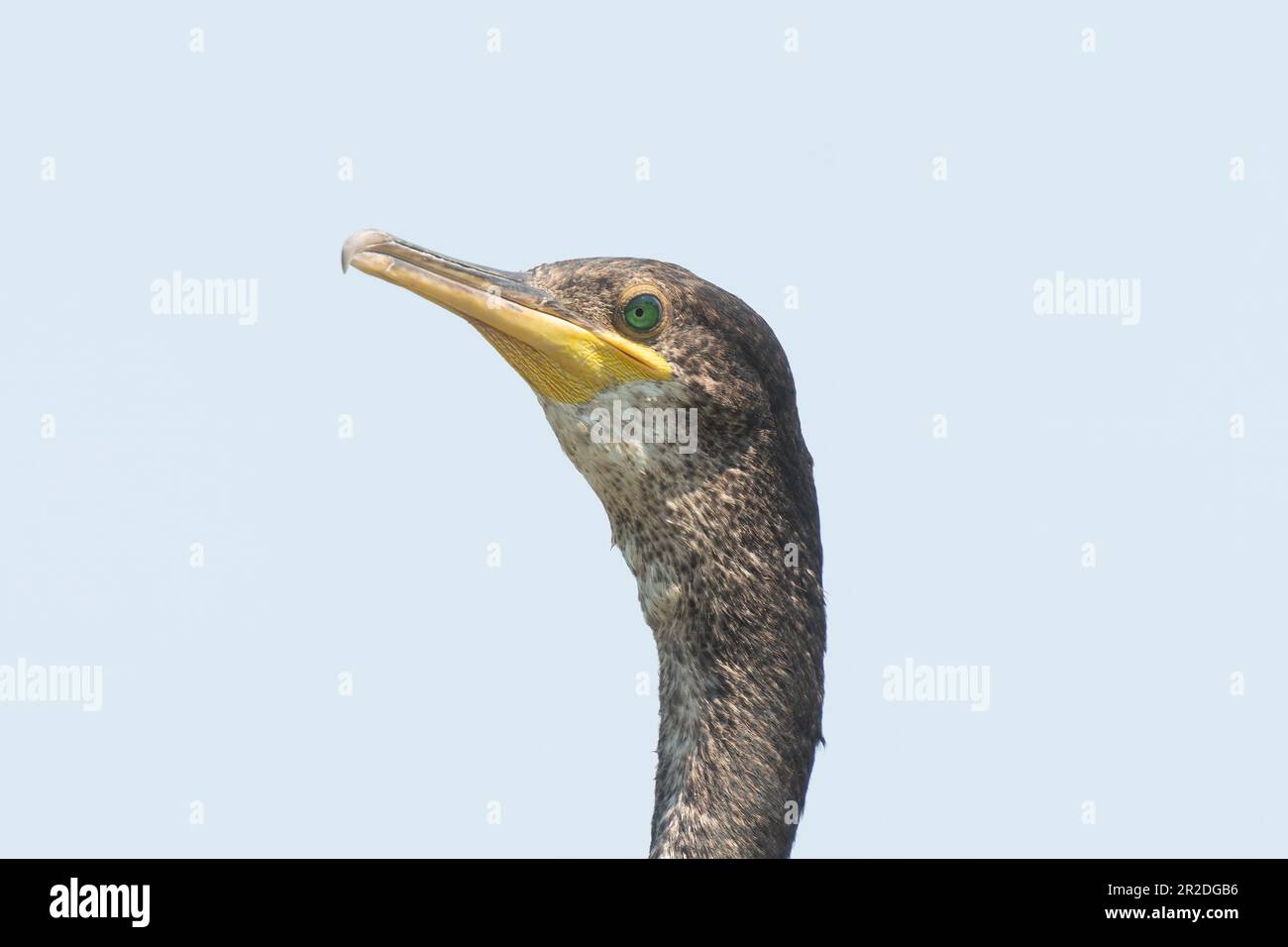 Portrait de Cormorant en gros plan contre le ciel. Banque D'Images