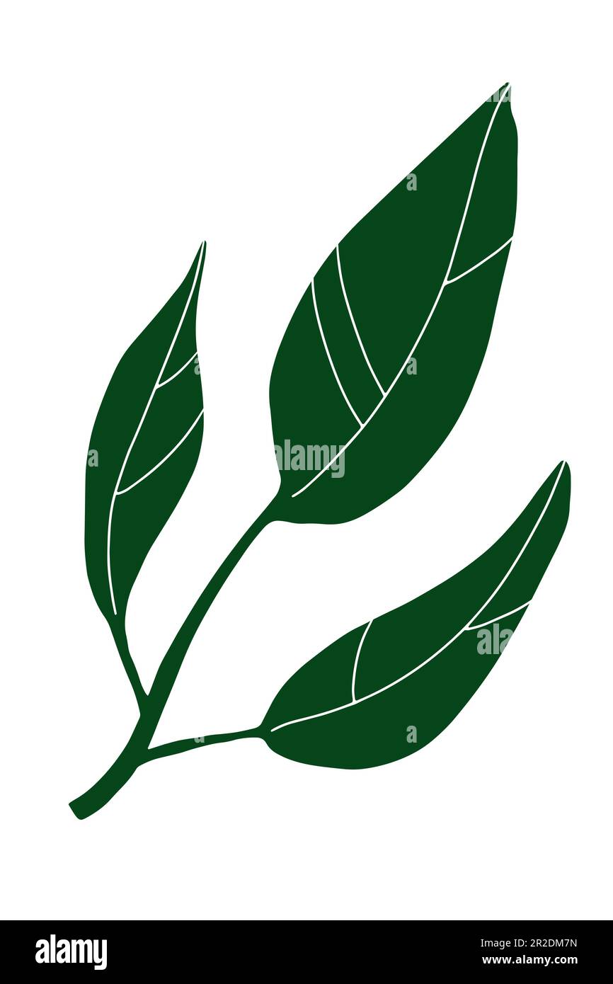 Doodle image de la feuille. Longue plante dessinée à la main isolée sur fond blanc. Feuille de citron vert avec nervures. Panneau d'été aux herbes. Illustration vectorielle florale pour moi Illustration de Vecteur