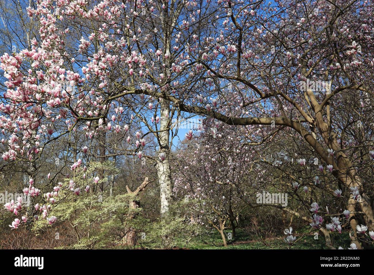 De belles fleurs magnolia rose pâle s'épanouissent autour des bouleaux argentés dans un jardin boisé au printemps sous un ciel bleu vif. Angleterre, avril Banque D'Images