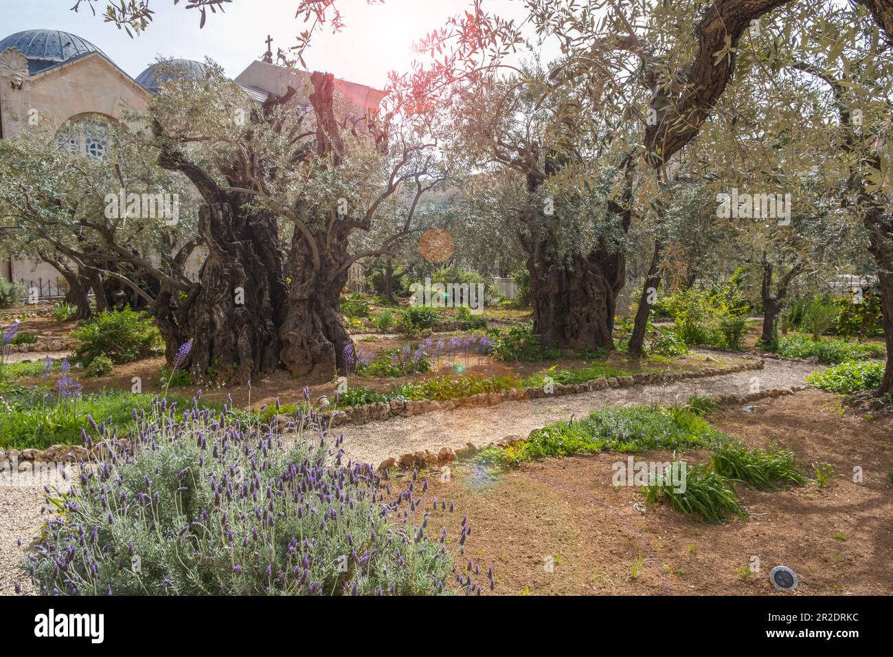 Jardin Gethsemane, Mont des oliviers, Jérusalem Israël. Lieu biblique où Jésus a prié avant sa trahison et sa capture. Banque D'Images
