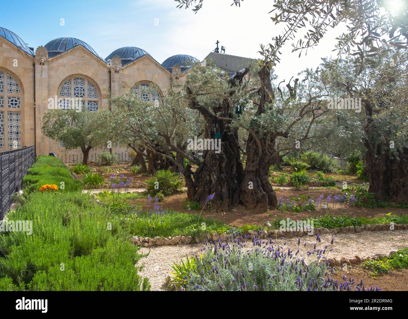 Jardin Gethsemane, Mont des oliviers, Jérusalem Israël. Lieu biblique où Jésus a prié avant sa trahison et sa capture. Banque D'Images