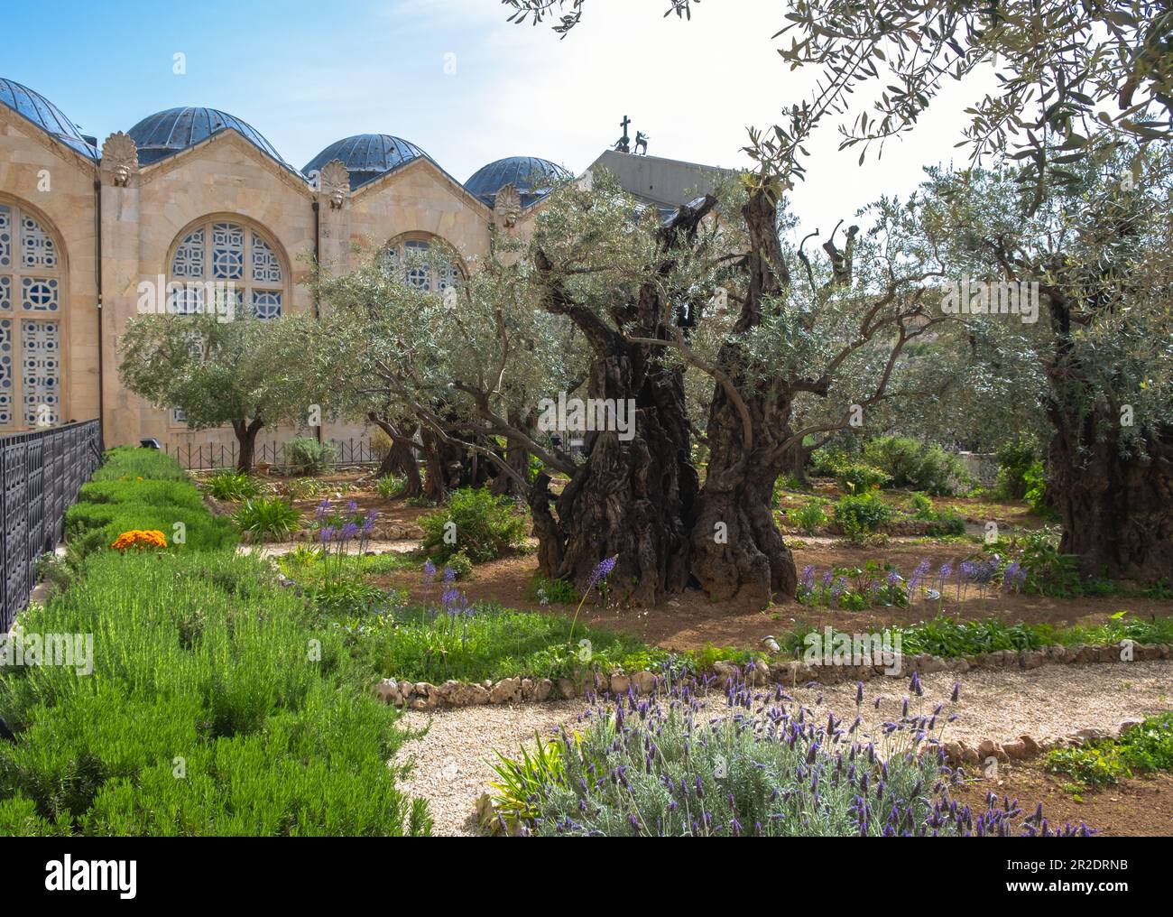 Jardin Gethsemane, Mont des oliviers, Jérusalem Israël. Lieu biblique où Jésus a prié avant sa trahison et sa capture. Banque D'Images