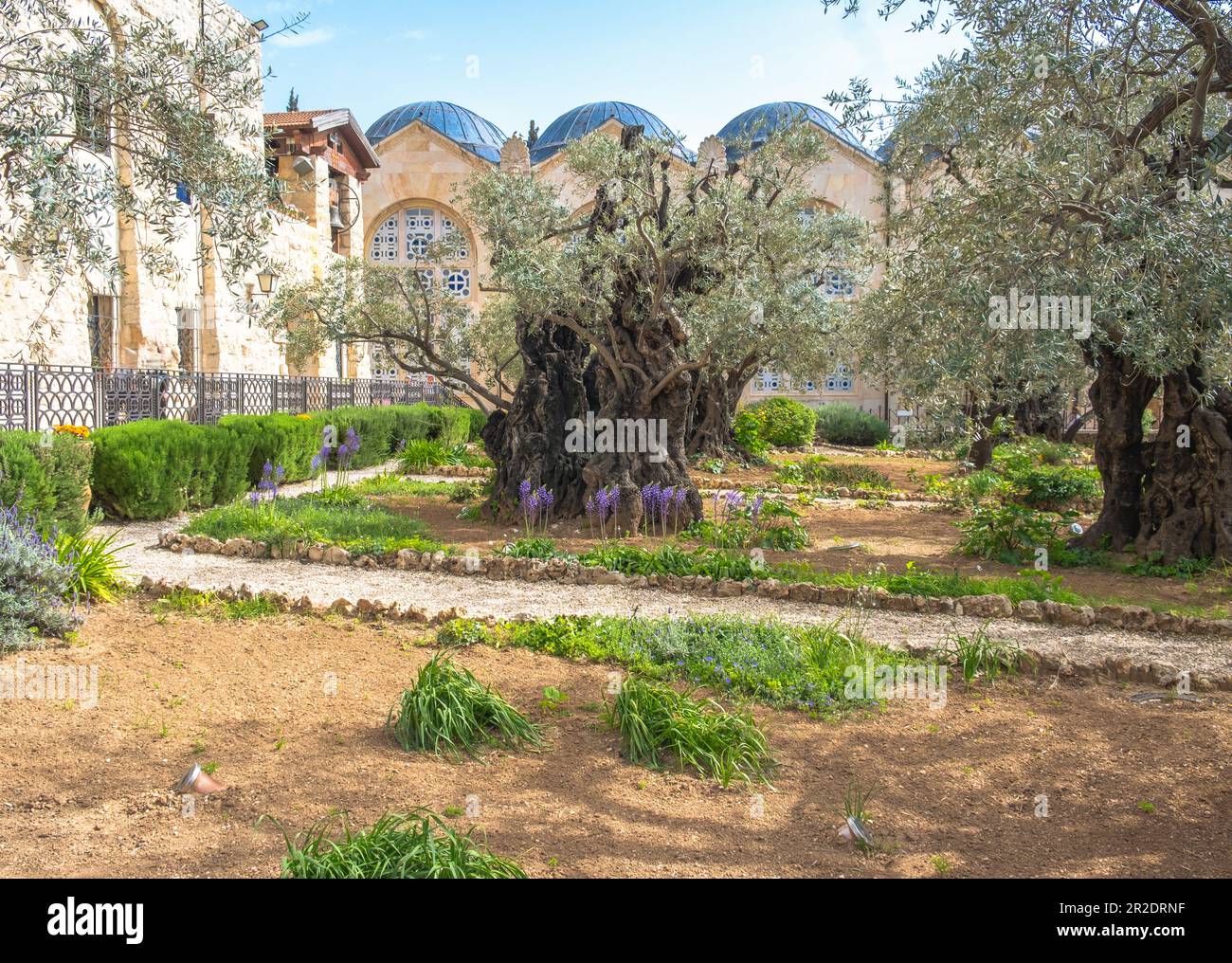 Jardin Gethsemane, Mont des oliviers, Jérusalem Israël. Lieu biblique où Jésus a prié avant sa trahison et sa capture. Banque D'Images