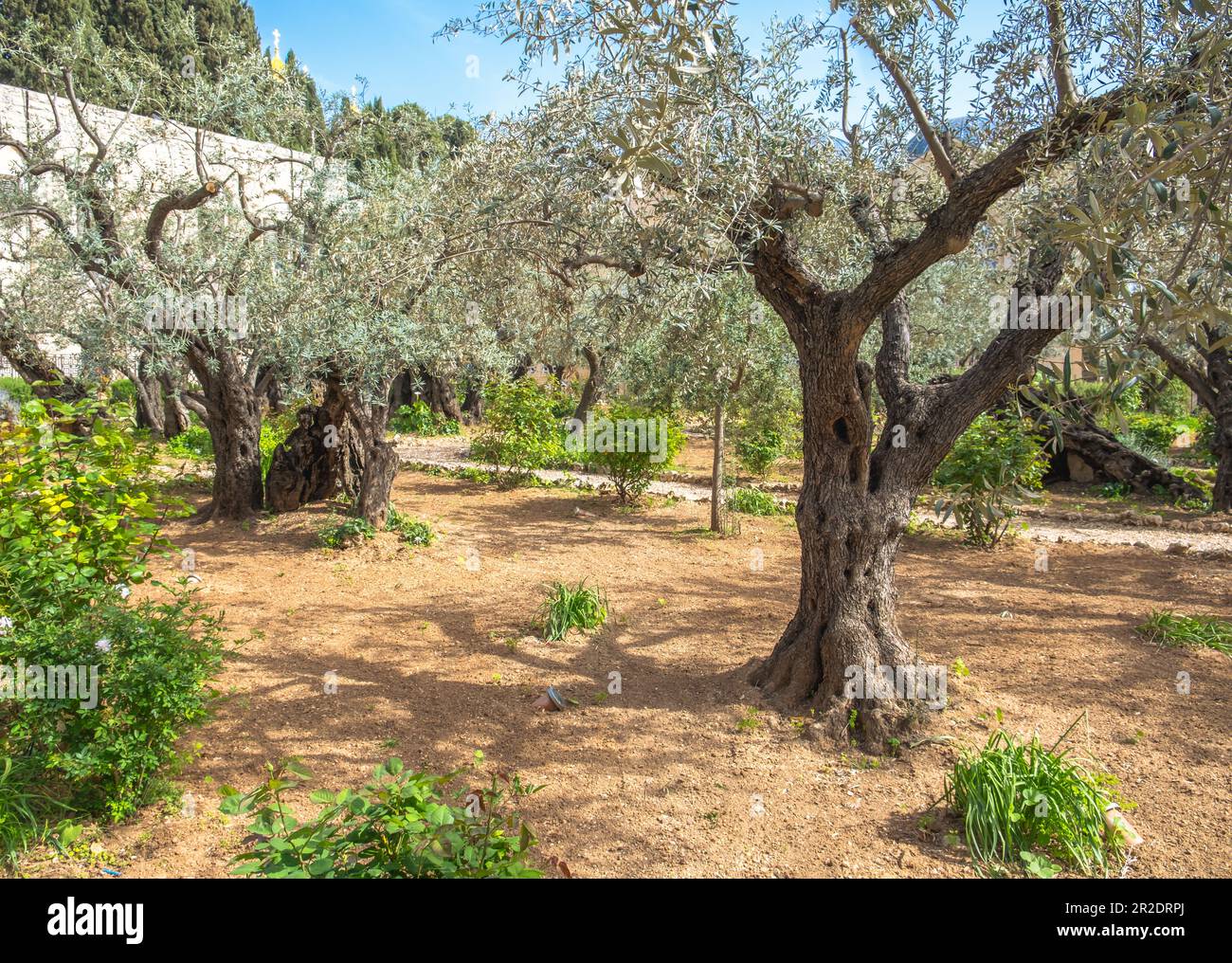 Jardin Gethsemane, Mont des oliviers, Jérusalem Israël. Lieu biblique où Jésus a prié avant sa trahison et sa capture. Banque D'Images