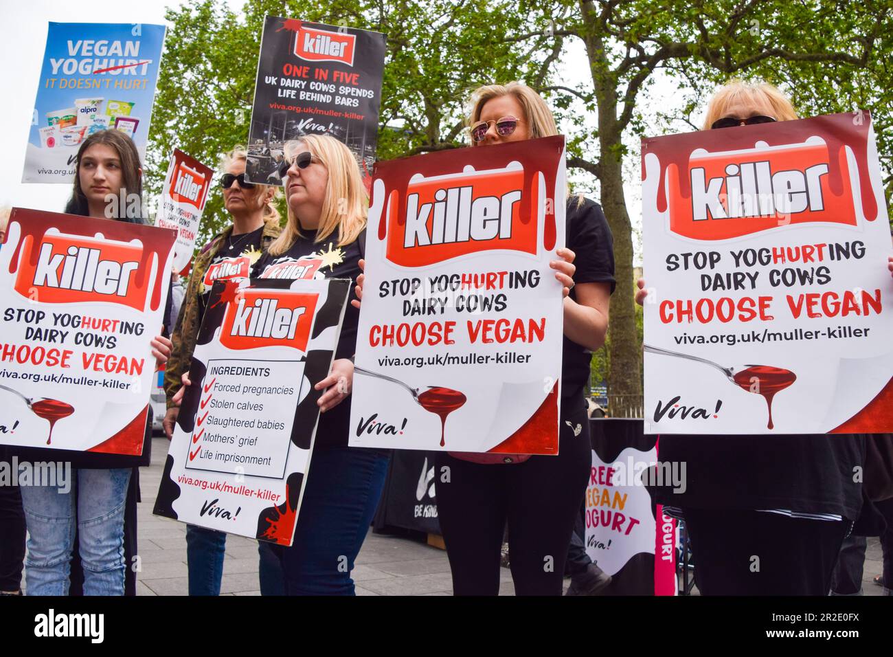 Londres, Royaume-Uni. 19th mai 2023. Les manifestants branchent des panneaux rebrandant Muller comme “Killer” à Leicester Square dans le cadre d’une cascade organisée par le groupe de défense des droits des animaux Viva ! Sensibiliser aux conditions dans les fermes laitières sans pâturage où les vaches sont conservées, ce qui, selon eux, fournit des produits aux grandes sociétés laitières Muller et Arla. Credit: Vuk Valcic/Alamy Live News Banque D'Images