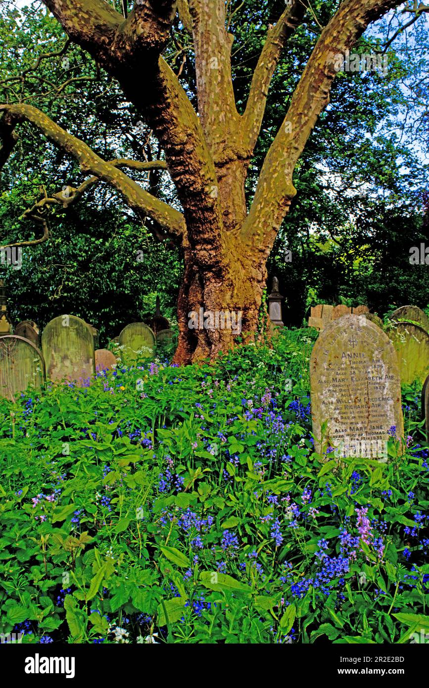 Bluebells, York Cemetery, cimetière Road, York, Yorkshire, Angleterre Banque D'Images