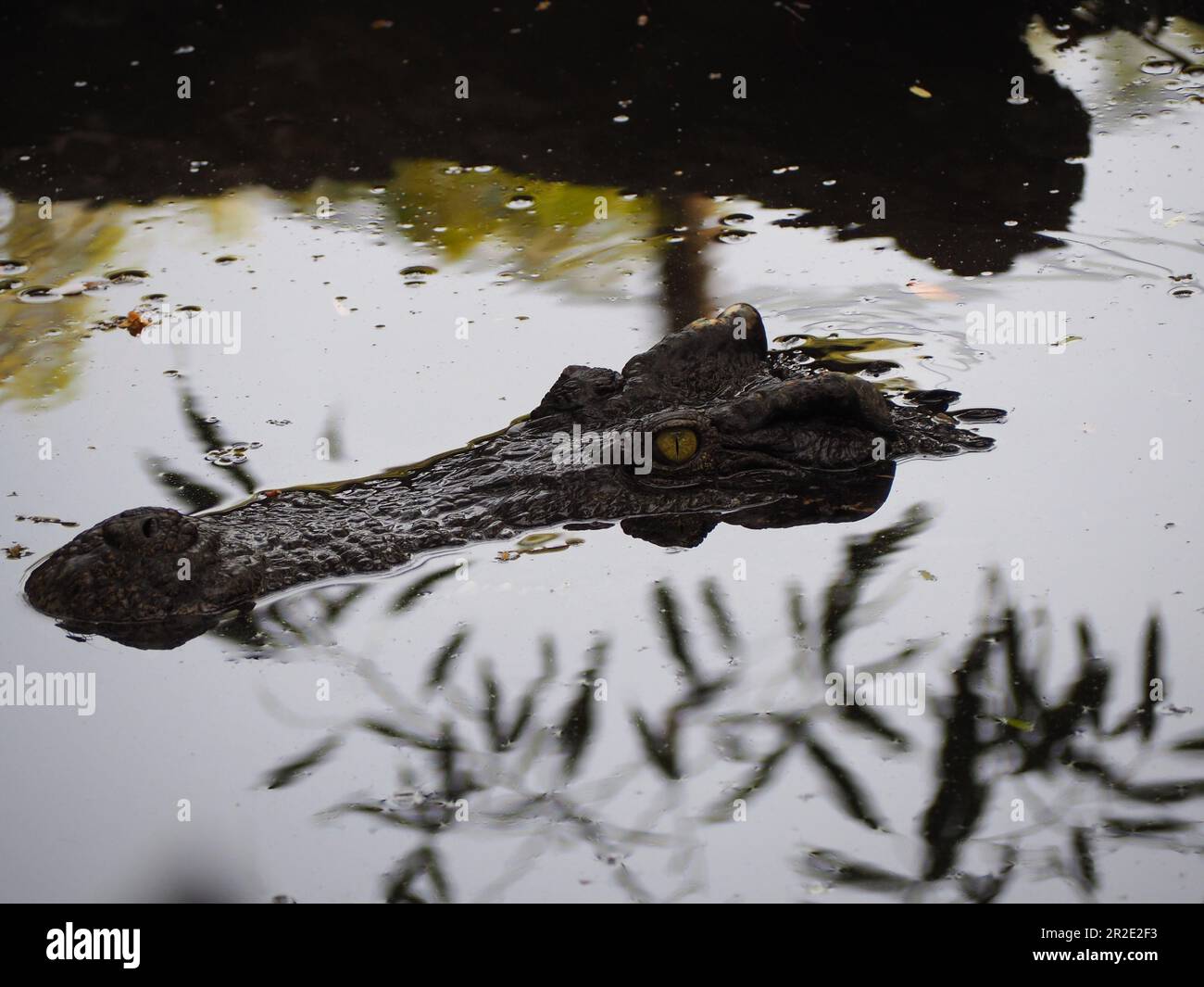 Crocodile à moitié submergé Banque D'Images