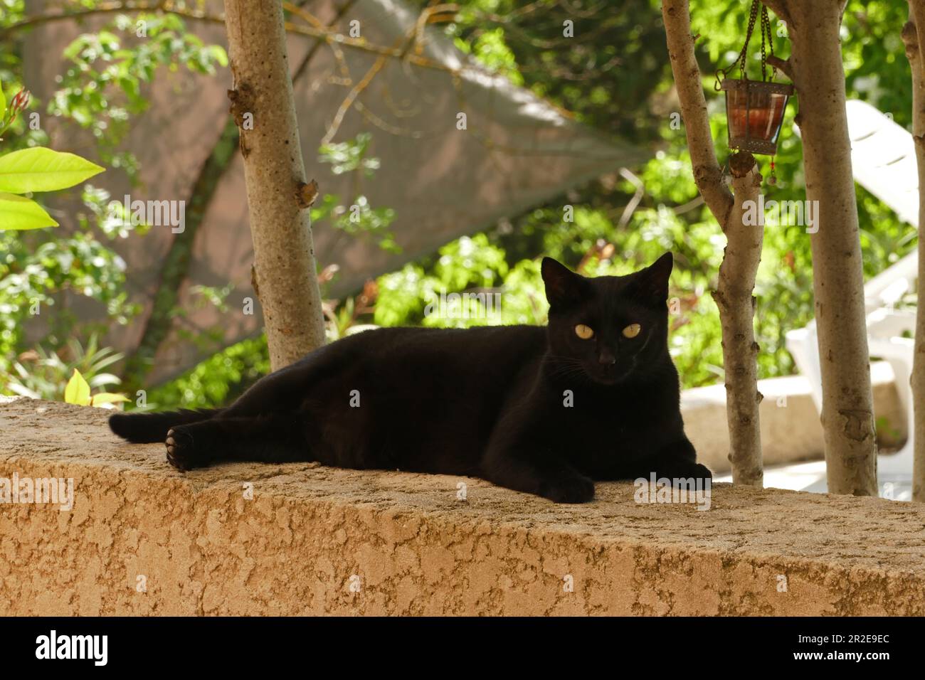 Chat Baghera de panthère noir en Provence Banque D'Images