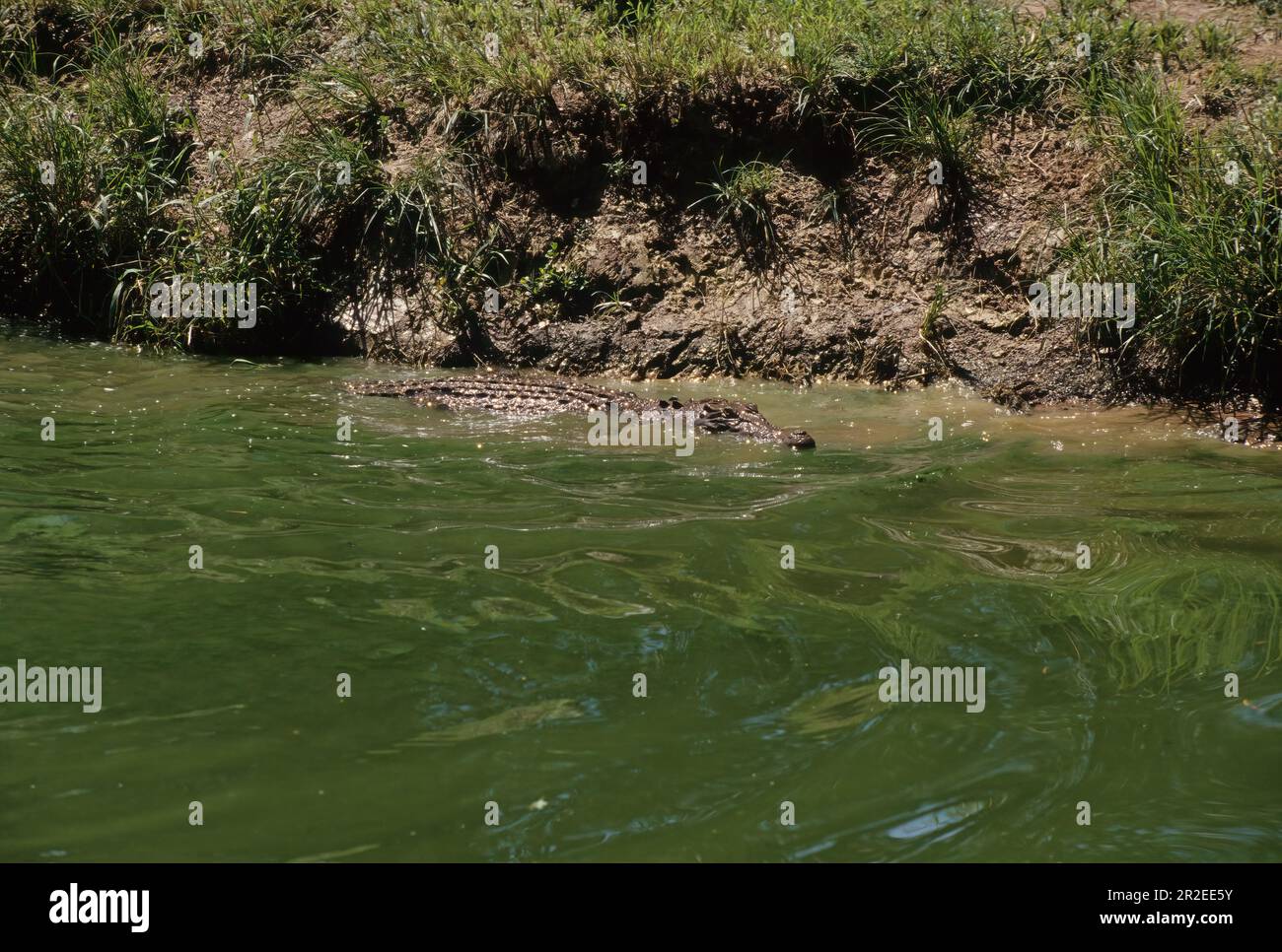 Le crocodile d'eau salée (Crocodylus porosus) est un crocodiles natif