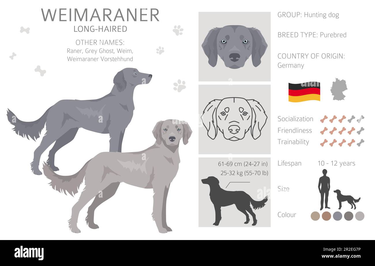 Griffe de chien à poil long Weimaraner. Ensemble de couleurs de manteau. Infographie sur les caractéristiques de toutes les races de chiens. Illustration vectorielle Illustration de Vecteur