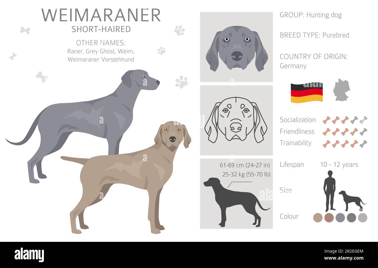 Clipart de chien court-aéré de Weimaraner. Ensemble de couleurs de manteau. Infographie sur les caractéristiques de toutes les races de chiens. Illustration vectorielle Illustration de Vecteur