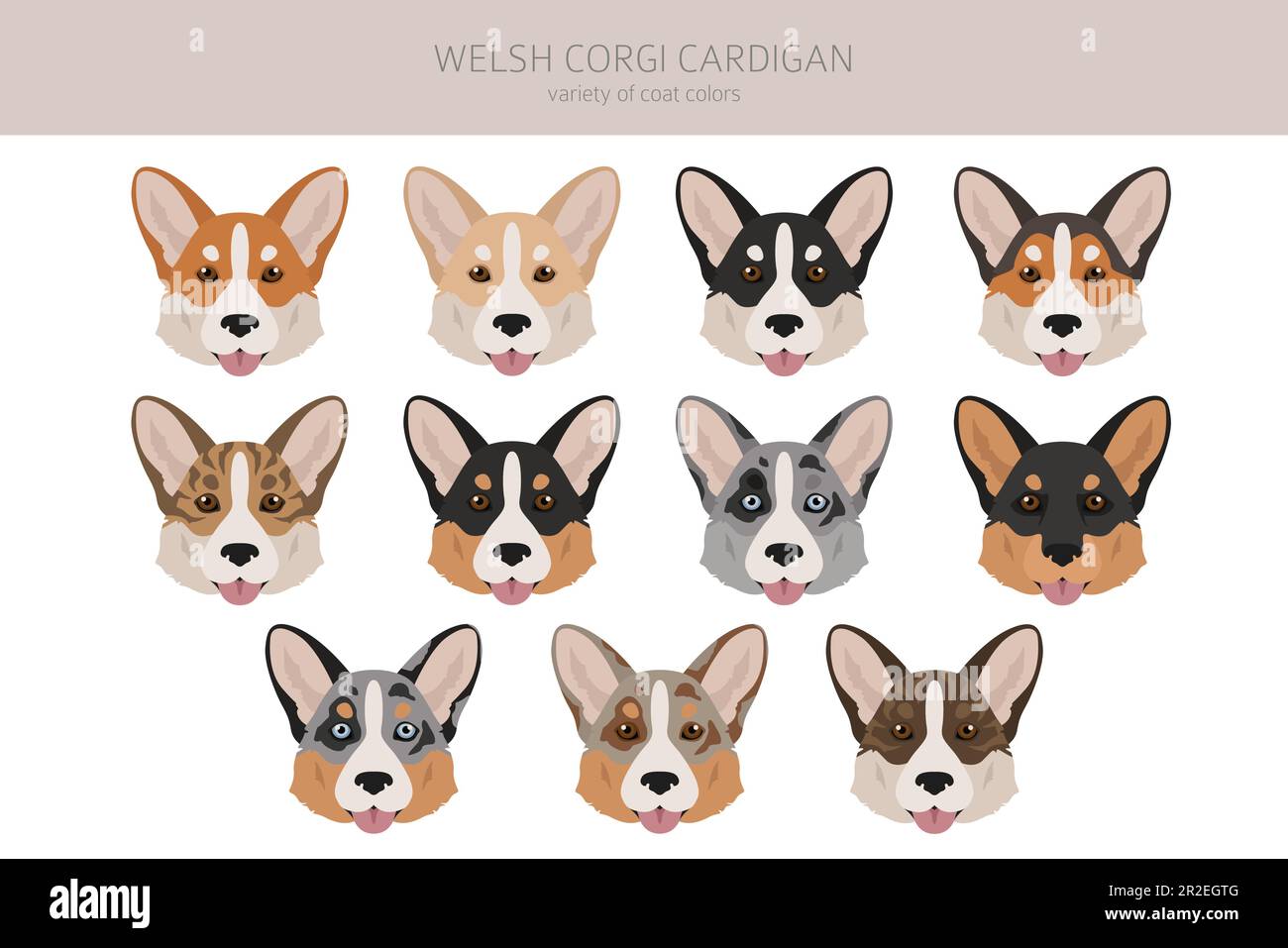 Gilet gallois de corgi clipart. Différentes poses, ensemble de couleurs de pelage. Illustration vectorielle Illustration de Vecteur
