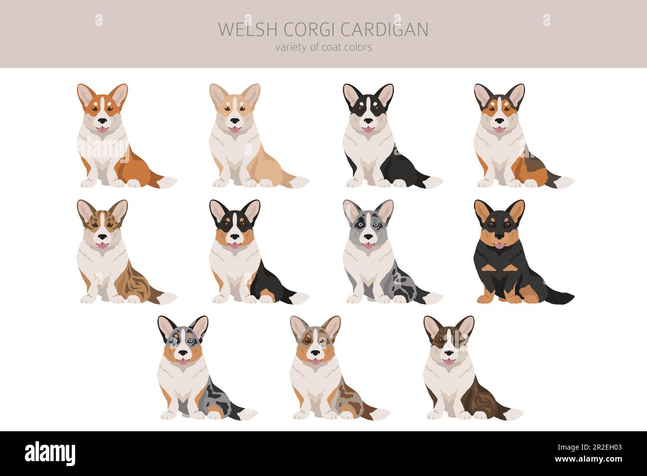 Gilet gallois de corgi clipart. Différentes poses, ensemble de couleurs de pelage. Illustration vectorielle Illustration de Vecteur